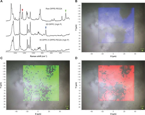 Figure 12 (A) Raman spectra obtained via confocal microscopy of raw dipalmitoylphosphatidylethanolamine poly(ethylene glycol)-2k (DPPE-PEG2k), formulated spray-dried (SD) dipalmitoylphosphatidylcholine (DPPC), and formulated co-SD 95 DPPC:5 DPPE-PEG2k (high P). Colored arrowheads show mapped bands. (B) Raman spectroscopic mapping showing the area of the Raman bands between 700 and 740 cm−1 (brighter colors indicate greater area) superimposed on a bright-field optical image of the surface of a particle of formulated SD DPPC (100% pump rate). (C) Map showing the area of the Raman bands between 270 and 295 cm−1. (D) Map showing the area of the Raman bands between 1225 and 1250 cm−1.