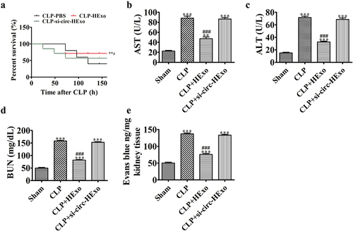 Figure 5. Downregulation of mmu_circ_0001295 decreases the therapeutic effects of ADSC exosomes on organ dysfunction and vascular leakage in CLP-induced sepsis. (a) Mice were subjected to CLP and treated with HExo, si-circ-HExo (2 mg protein/kg body weight) or PBS. Survival rates were monitored for a total of 168 h (7 days). **p < 0.01 vs. CLP-PBS. #p < 0.05 vs CLP-Exo. (b-d) Plasma levels of AST (b), ALT (c) and BUN (d), measured 24 h after CLP. **p < 0.01, ***p < 0.001 vs sham. ###p < 0.001 vs CLP-PBS. (e) Vascular leakage in the kidney, measured via injection of Evans blue dye at 24 hr after CLP. ***p < 0.001 vs sham. ###p < 0.001 vs CLP-PBS.