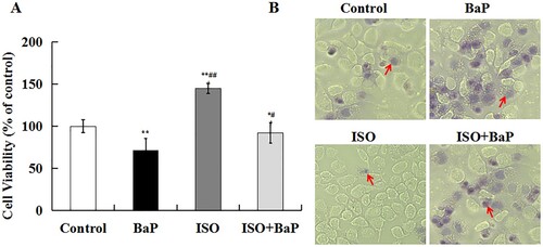 Figure 2. Effects of ISO on BaP-induced injury in HL-7702 cells. Cells viability (A), the results are shown as the means ± SD of nine separate experiments. **p < 0.01 and *p < 0.05 versus control treatment, ##p < 0.01 and #p < 0.05 versus BaP treatment. Trypan blue staining (B), arrows indicate dead cells.