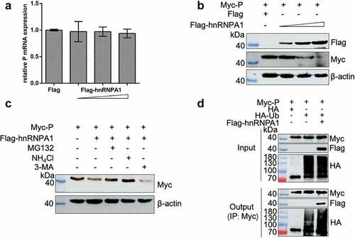 Figure 8. hnRNPA1 degrades SHVV P through proteasomal and lysosomal pathways. (A-B) 293T cells were transfected with pMyc-P, together with p3×flag-CMV-14 (control) or different doses of pFlag-hnRNPA1. The mRNA and protein levels of hnRNPA1 were measured using qRT-PCR and Western blotting with β-actin as the internal control. (C) 293T cells were transfected with pMyc-P together with pFlag-hnRNPA1, and the cells were treated with MG132 (5 µm), NH4Cl (15 µm), or 3-MA (60 µm). The cells were harvested at 24 h post transfection. The hnRNPA1 protein was determined by Western blotting, β-actin was used as the internal control. (D) 293T cells were cotransfected with pMyc-P and pHA-Ub, together with or without pFlag-hnRNPA1. The cells were collected at 24 h post transfection, and Co-IP assay was carried out with anti-Myc antibody. The anti-Myc, anti-Flag, and anti-HA antibodies were used for Western blotting.