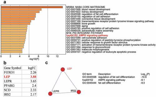 Figure 1. The identification of genes of interest in osteoporosis. (a). The top 20 enriched GO terms of the differentially expressed genes (DEGs) from GSE37558 data series. DEGs selection criteria: adjusted P < 0.05, log|FC|≥2. FC: fold change. (b). The six AMPK signaling pathway-related DEGs and their expression levels in GSE37558 data series. (c). The key network that involves LEP, LEPR, and IRS2 from AMPK signaling pathway