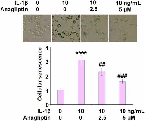 Figure 4. Anagliptin prevented IL-1β-induced cellular senescence. Cellular senescence was assayed using SA-β-gal staining. Scale bar, 100 μM (****, P < 0.0001 vs. vehicle, ##, ###, P < 0.1, 0.001 vs. IL-1β)