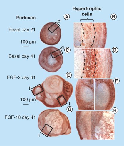 Figure 5.  Immunolocalization of perlecan in micromass cell pellets of the ovine bone marrow mesenchymal stem cell from basal days 21 (A) and 41 (C) cultures and those supplemented with FGF-2 or -18 (day 41 samples only [B & D]).An area of hypertrophic cells deep in the cell pellet is indicated in (B) and (D). FGF-2 (E) and -18 pellets (G) were significantly larger than the cell pellets cultured in basal media. The boxed areas in (E & G) are presented at higher magnification in (F & H).