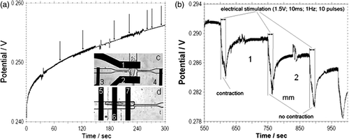 Figure 5. (a) Time course of the open circuit potential of the IrOx pH microelectrode during an acidification rate measurement on single cardiac myocytes in a 160 pL volume in normal Tyrode's solution with 1.8 mM Ca2+. The arrows indicate when spontaneous contraction takes place. The inset shows a detail view of the two configurations used for electrical stimulation of single cardiomyocytes, (c) Electrical simulation is parallel (d) and perpendicular to the longitudinal direction of the cardiac myocytes. 1, 2, 6–iridium oxide pH sensitive electrodes; 3, 4, 5, 7–stimulation electrodes. (b) Time course of open circuit potential of pH measurement of cardiac myocyte single cell during short bursts of electrical stimulation (10 pulses, amplitude 1.5 V; duration 10 ms; frequency 1 Hz).