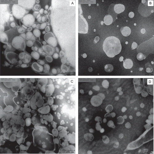 Figure 2.  Negative-staining TEM images of elastic and nonelastic niosomes (Tween 61 mixed with cholesterol at 1:1 molar ratio, 20 mM) loaded with gallic acid and the semipurified fraction containing gallic acid: (A) elastic niosomes loaded with gallic acid (GE) (×15,000); (B) nonelastic niosomes loaded with gallic acid (GN) (12,000×); (C) elastic niosomes loaded with the semipurified fraction (SE) (15,000×); and (D) nonelastic niosomes loaded with the semipurified fraction (SN) (15,000×).