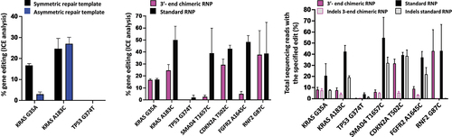 Figure 3. Gene editing rates as determined by ICE analysis (A) for editing with 3’-end chimeric RNPs with symmetric or asymmetric repair templates and (B) for the comparison of editing rates between 3-‘end chimeric RNPs with symmetric repair template and standard RNPs with co-delivered symmetric ssODN and (C) gene editing rates as determined by NGS. For comparison, the data using the chimeras with symmetric DNA repair template for KRAS G35A, KRAS A183C and TP53 G374T in (A) and (B) is the same data as the data depicted in Figure 2. Data is obtained from three independent experiments. Error bars show mean ± SEM.