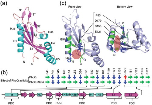 Figure 5. Secondary structure of PhoQ-SD and alanine mutations involved in SafA-mediated PhoQ activation. (a) Secondary structure elements labeled in wild-type PhoQ-SD structure (PDB code: 6A8U). (b) Positions of alanine mutated residues in the secondary structure. H2 has a disordered structure (broken line). The red area indicate the location of the SD pockets. Colored arrows indicate the effect of the mutation against PhoQ activity (green, no significant change; blue, depressed; red, enhanced). (c) Mutations that affect SafA-mediated PhoQ activation are mapped onto the wild-type structure of PhoQ-SD. Color codes are as indicated in (b).