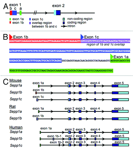 Figure 1. Arrangement of alternative 1st exons in genomic DNA sequences. (A) Schematic showing the arrangement of mouse Sepp1 exons 1a, 1b, and 1c within the genomic DNA sequence. (B) Genomic sequence of alternative 1st exons. Exon 1a is shown in green, exon 1b is shown in red, and exon 1c is shown in blue, with purple showing the overlap region between exon 1b and exon 1c. Triangles indicate transcription start sites according to NCBI. (C) Alignment of mouse, rat and human genomic sequences showing the relative location of the alternative 5′ exons.