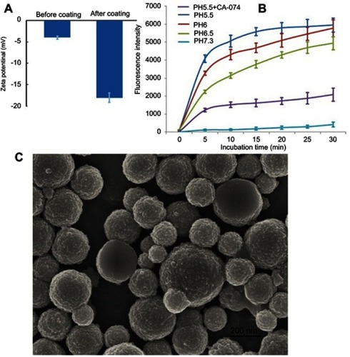 Figure 2 Characterization and release profile of CaCO3 nanoparticles. (A). Zeta potential of CaCO3 nanoparticles before and after folate-PEG modification. (B). Emission spectra of CaCO3 nanoparticles under different PH conditions. (C). SEM of CaCO3 nanoparticles. Scale bar: 200 nm.Abbreviation: SEM, scanning electron microscope.