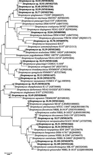 Figure 1. Neighbor-joining tree [Citation20] based on 16S rRNA gene sequences showing the position of isolated Streptomyces strains among their phylogenetic neighbors. Numbers at the nodes demonstrate the levels of bootstrap support (%); only values ≥ 50% are shown. GenBank accession numbers are placed in parentheses. Bar, 0.005 substitutions per nucleotide position.