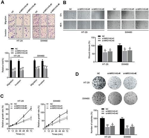 Figure 6 MIR31HG knockdown inhibited colorectal cancer progression. (A) Transwell assay showing migration and invasion, (B) wound healing assay showing migration, (C) CCK-8 assay showing growth and (D) colony formation were detected in MIR31HG-silenced HT-29 and SW480 cells. *P<0.05, **P<0.01 compared with negative control.