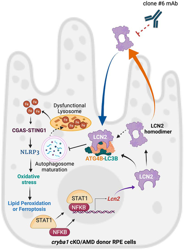 Figure 7. LCN2 deregulates the autophagy process in RPE cells and targeting LCN2 variants with a monoclonal antibody can significantly diminish an AMD-like phenotype in a mouse model. LCN2 upregulation in RPE cells occurs through the activation of the NFκB-STAT1 signaling axis both in the cryba1 cKO mouse model and in human AMD donor samples. Here, we show that LCN2 binds to and regulates the activity of ATG4B by forming a complex with ATG4B and LC3, thereby modulating autophagosome processing (autophagy flux). LCN2 monomer and dimer variants are upregulated in RPE cells from the cryba1 cKO mouse model and human dry AMD donors, while the homodimer variant, the only form secreted from the RPE cells, can trigger retinal degeneration. Further, the homodimer variant is unable to form the complex with ATG4B and LC3. Alterations in autophagosome processing due to LCN2 upregulation accompanied with abnormal lysosomal function in RPE cells trigger abnormal iron accumulation. Alterations in iron homeostasis in RPE cells trigger inflammasome activation through the upregulation of the CGAS-STING1 pathway leading to oxidative stress and ferroptosis. Targeting LCN2 with a monoclonal antibody (clone #6 mAb) that recognizes and neutralizes both LCN2 variants can mitigate the changes in autophagy, lipid peroxidation or ferroptosis and diminish the AMD-like phenotype in a mouse model.