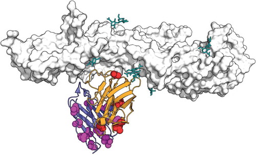 Figure 3. Depiction of non-conservative substitutions (red for the VH and magenta for the VL) in the context of the structure of FI6v3 complexed with influenza H1 (gray, glycans shown as teal sticks). VH and VL are shown in orange and purple, respectively. PDB file 3ZTN.