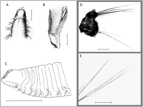 Figure 4. Ophelina helgolandiae Augener, Citation1912. A,B, holotype, after Augener, Citation1912. A, anterior part of body, dorsal view; B, posterior part of body with anal tube, lateral view; C, posterior part of body with anal tube, lateral view (R/V ‘H. Mosby’, stn 84.05.23.5); D, capillary setae from mid-body setiger (R/V ‘H. Mosby’, stn 84.05.23.3); E, same, close-up. Scale bars: A–C, 1.0 mm; D,E, 100 μm.