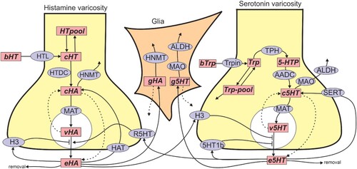 Figure 10. Schematic of the model. The figure shows the reactions in the model. The rectangular boxes indicate substrates and blue ellipses contain the acronyms of enzymes or transporters. Names of substrates are as follows: bHT, blood histidine; cHT, cytosolic histidine; HTpool, the histidine pool; cHA, cytosolic histamine; vHA, vesicular histamine; eHA, extracellular histamine; gHA, glial cell histamine; bTrp, blood tryptophan; Trp, cystolic tryptophan; Trp-pool, the tryptophan pool; 5-HTP, 5-Hydroxyindoleacetic acid; c5HT, cytosolic serotonin; v5HT, vesicular serotonin; e5HT, extracellular serotonin; g5HT, glial cell serotonin. Names of enzymes and transporters are as follows: Trpin, neutral amino acid transporter; TPH, tryptophan hydroxylase; AADC, aromatic amino acid decarboxylase; MAT, vesicular monoamine transporter; SERT, 5-HT reuptake transporter; MAO, monoamine oxidase; ALDH, aldehyde dehydrogenase; HTL, the histidine transporter; HTDC, histidine decarboxylase; HNMT, histamine methyltransferase; HAT, the putative HA transporter; H3, histamine autoreceptor (on HA varicosity) and heteroreceptor (on serotonin varicosity); R5HT, serotonin heteroreceptor; 5HT1b, serotonin autoreceptor.