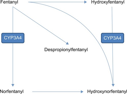 Figure 1 Fentanyl metabolism.