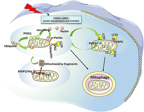 Figure 1 Overview of mitophagy. Ubiquitination dependent mitophagy: It is mediated by PINK1/ parkin. When mitochondrial damage, PINK1 stabilizes and accumulates at the OMM to be phosphorylated and activated, thus recruiting parkin from the cytoplasm to the mitochondrial membrane, which driving the ubiquitination of mitochondrial proteins, leading to autophagy. Receptor-dependent mitophagy: BNIP3/Nix mediates the translocation of DRP1 to mitochondria, split mitochondria into small fragments, then activate PINK1/Parkin pathway and initiate mitophagy. FUNDC1 and FKBP8 can interact with LC3 to initiate mitophagy. PHB2 mediates stabilization of PINK1 on the OMM, and recruits Parkin. Then, PHB2 is externalized to the OMM and combines to LC3, leading to mitophagy. CL can be externalized to the OMM and directly bind to LC3 to induce mitophagy.