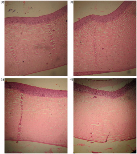 Figure 6. Histological section of (a) non-treated, (b) tropicamide-loaded cubic nanoformulation-treated, (c) phosphate-buffered saline pH 7.4 (negative control)-treated, and (d) SDS (positive control)-treated corneas.