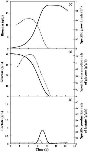 Fig. 1. Kinetics of growth, glucose consumption, and lactate production by C. glutamicum 2262 under aerobic conditions during a batch process.Note: Time courses of growth (a) glucose consumption (b), and lactate production (c). Dotted lines represent corresponding specific rates (g/g h).