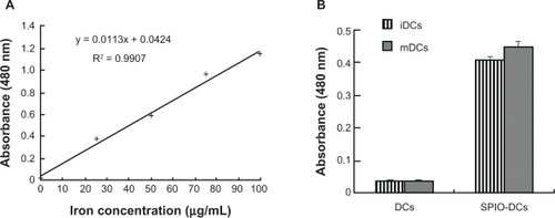 Figure 6 Standard curve of iron and cellular uptake of superparamagnetic iron oxide by dendritic cells at 12 hours of coculture time. (A) Standard curve of an aqueous FeCl3 · 6H2O solution with different concentrations of FeCl3 · 6H2O (r2 > 0.99). (B) Mean concentrations of iron in immature dendritic cells and mature dendritic cells after coculturing with superparamagnetic iron oxide 25 μg/mL for 12 hours.Abbreviations: iDCs, immature dendritic cells; mDCs, mature dendritic cells; SPIO, superparamagnetic iron oxide.