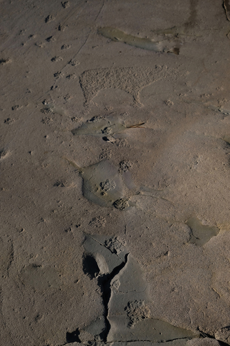 Fig. 5. Bear tracks are the only motif in Alta that occurs in greater numbers than reindeer. The more than 1700 tracks are often, but not always, accompanied by bears. The rows of tracks are assumed to make the time and storytelling aspects apparent in the art. These are at Hjemmeluft (Photo: K. Tansem).