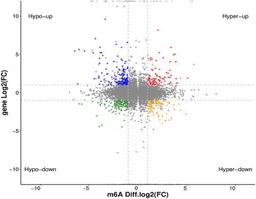 Figure 5. Distribution of differentially expressed genes with differential m6A peaks. Hyper-up, m6A peak upregulated and mRNA expression upregulated; Hyper-down, m6A peak upregulated and mRNA expression downregulated; Hypo-up, m6A peak downregulated and mRNA expression upregulated; Hypo-down, m6A peak downregulated and mRNA expression downregulated.