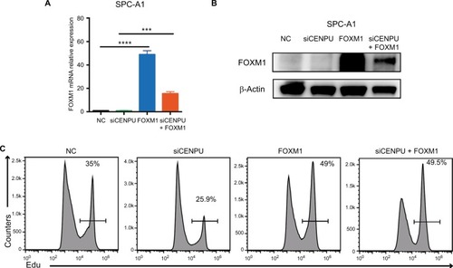 Figure 5 Overexpression of FOXM1 significantly reverses the inhibition of proliferation caused by CENPU knockdown.Notes: (A) The mRNA expression level of FOXM1 was significantly upregulated 48 hours after FOXM1 plasmid transfection. (B) Western blotting showed that the protein expression of FOXM1 was significantly upregulated 48 hours after FOXM1 plasmid transfection. (C) Cell proliferation rates were determined by EdU assays in SPC-A1 and A549 cells between NC, siCENPU, FOXM1, and siCENPU plus FOXM1 group. ***P<0.001; **P<0.01; and *P<0.05 (mean ± SEM).Abbreviations: CENPU, centromere protein U; EdU, 5-ethynyl-2’-deoxyuridine; FOXM1, Forkhead box protein M1; NC, negative control; SEM, standard error of the mean; siCENPU, CENPU siRNA.