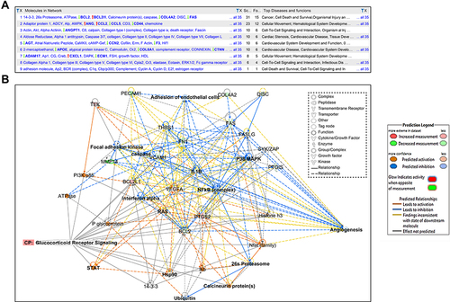 Figure 8 Biological network. (A) The figure displays 9 molecular networks which are ranked based on the score, number of molecules involved whether the DEGs of the data set (focus), and other molecules provided by the IP knowledge base (non-focus) to complete the biological process and molecular function and demonstrates the top functions and diseases of each network. (B) Network shows interactions between dysregulated genes, functions, and upstream regulators in response of HRMECs cells to APN treatment. The figure illustrated the molecules and pathways involved in suppressing angiogenesis and adhesion of EC functions in response to APN treatment to HG cells. The network analysis displayed that the following focus (BCL2L1, BCL2, COL4A2, FAS, FASLG, FN1, IL1B, MMP14, PECAM1, PTGIS, PTGS2, TEK, THBS1, VCAM1, VEGFA) and non-focus molecules which added by IPA knowledge base, (DISC or CASP8, FAK, NFkB complex, PI3k p85, STAT, Ubiquitin, 26s Proteasome, Calcineurin protein, Histone h3, IFN-α, P glycoprotein, SYK/ZAP, ATPase, 14-3-3 “CBP,” caspase, Hsp90, P38 MAPK, Ikb, Nfat, RAS). The top annotated diseases and functions are cancer, cell death, survival, and organismal injury and development. In addition, the network displays the canonical pathway involved in angiogenesis and adhesion of EC related to the glucocorticoid receptor signaling pathway. The upregulated (red) and downregulated (green) are illustrated. See legends for details, for the relationship label and prediction legend.