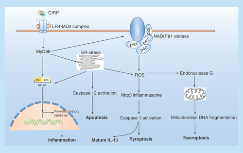 Figure 3.  The extracellular role of CIRP in cells.Extracellular CIRP can trigger multiple effects in cells via TLR4-MyD88 signaling pathway. ER stress: endoplasmic reticulum stress; NADPH oxidase is a multimolecular enzyme, composed of a membrane-associated 22-kDa α-subunit (p22phox) and a 91-kDa β-subunit (gp91phox, with cytosolic components composed of p47phox, p67phox and p40phox. Endonuclease G is a mitochondrion-specific nuclease that located in mitochondria.
