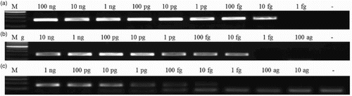 Figure 4. Electrophoresis analysis for real-time PCR products. (A) pig; (B) chicken; (C) fish meat. M is DNA size marker, 100-bp ladder. Numbers on top of the lanes indicate DNA concentrations in 1 μl solution used for PCR amplification.