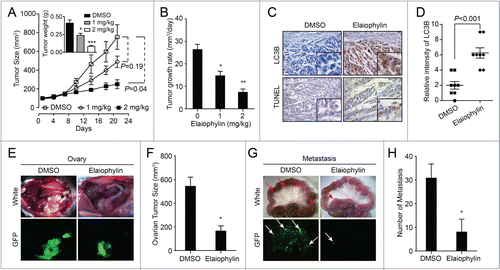Figure 7. Elaiophylin inhibits tumor growth in SKOV3 xenografts and orthotopic implantations. (A) Elaiophylin potently inhibited SKOV3 xenograft tumor growth in nude mice as a single-agent therapy. SKOV3 cells (5 x 10Citation6) were injected into the flanks of each mouse. When the tumors reached 100 mm3, the mice were randomized into groups of 6 to 8 mice. Mice were given i.p. injections of DMSO or 1 or 2 mg/kg elaiophylin every 2 d. Data are mean tumor size ± SEM at various time points. P values for comparative analyses between the indicated treatment groups were calculated via the generalized Mann-Whitney test. Inset bar graphs corresponds to weight of excised tumors (*P < 0.05, ***P < 0.001). (B) Average daily tumor growth rate (*P < 0.05, **P < 0.01). (C) Paraffin-embedded sections were stained with an antibody against LC3B and evaluated by the TUNEL assay. Representative photos are shown (40×). (D) Quantification of the intensity of LC3B staining as indicated in (C). Eight individual fields of each slide were randomly selected for evaluation. (E to H) SKOV3 GFP-LC3B cells were injected into the ovarian bursa of NOD/SCID mice. (E) Representative images of the development of ovarian tumors in NOD/SCID mice treated with DMSO or elaiophylin (2 mg/kg) every 2 d. Photos were taken under visible (white) or fluorescent (GFP) light. (F) Quantification of tumor volumes in (E). Tumor size was significantly decreased (*P < 0.05) in the elaiophylin-treated group compared with the DMSO-treated group. (G) Corresponding mesenteric metastasis images in (E). Photos were taken under visible (white) or fluorescent (GFP) light. The arrows indicate metastatic lesions in the mesentery. (H) Quantification of metastases in (G). Elaiophylin-treated mice displayed fewer mesenteric metastases (*P < 0.05).