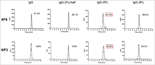 Figure 4. Size-exclusion high performance liquid chromatography (SE-HPLC) analysis of the purity of monomeric IgG Fc variants after prolonged storage. 6F6 (upper panels) and KP3 (lower panels) IgG variants including IgG1, IgG-2Fc-half, IgG-2Fc and IgG-3Fc were stored at 4°C for one year and analyzed by a SE-HPLC. Monomer percentage of each of the Fc variants is shown in each graph. Monomer percentages experiencing significant decrease (> 3%) are highlighted with a red box.