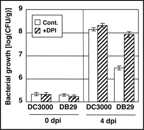 Figure 1 Bacterial growth of P. syringae pv. tomato DC3000 (Pst DC3000) and the COR defective-mutant DB29 in tomato seedlings leaves pretreated with diphenylene inodonium (DPI), which inhibits the activity of membrane-bound NADPH oxidase. Seedlings were inoculated with Pst DC3000 or DB29 following pretreatment with water (control) or DPI (20 mM) for 24 h. The population of Pst DC3000 were measured at 0 days post-inoculation (dpi) and 4 dpi. Vertical bars indicate the standard error for three independent experiments.