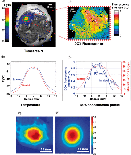 Figure 5. (A) Temperature map during HT measured via MR Thermometry, overlaid on pre-procedural proton density-weighted coronal image of rabbit thigh muscle. (B) Radial temperature profile (time-averaged over HT duration) from in vivo study (blue), compared to model (red). Profile location in model was chosen such that it traversed maximum temperature point (see Figure 2A, white dashed line). Temperature deviation between simulation and in vivo study was 0.54°C (mean over 15 mm radius). (C) DOX distribution measured via fluorescence microscopy in extracted tissue sample. (D) DOX fluorescence profile (blue) in two orthogonal directions (dashed lines marked (1) and (2) in (C), compared to DOX concentration profile from computer model (red). Mean temperature map (time-averaged over HT duration) is shown for the in vivo experiment (E), and the modelling study (F). All results are shown in the plane perpendicular to the HIFU beam path (see dashed line in Figure 2A).