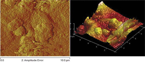 Figure 6. AFM obtained for Zn-10Nb2O5-10SiO2 co-deposition.