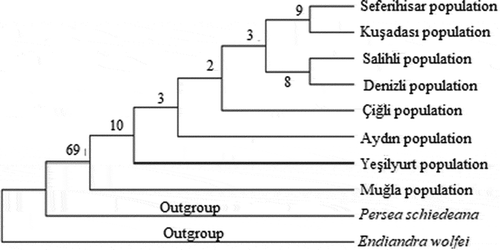 Figure 4. Phylogenetic tree of Laurus nobilis populations trnL intron sequences constructed using neighbor joining method with MEGA 6.0