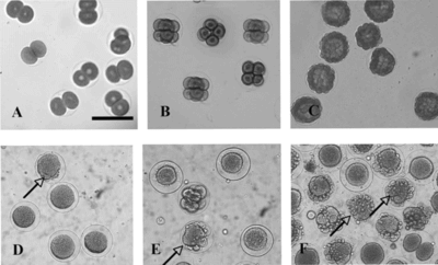 Figure 1 Photomicrographs showing the effect of the hexane fraction of the ethanol extract obtained from the stems of Peperomia elongata. on the sea urchin egg development: (A, B, C) control; (D, E, F) treated with 100 µg/mL at first and third cleavages and blastulae stages, respectively. Horizontal bar = 100 µm. The arrows indicate cell destruction.