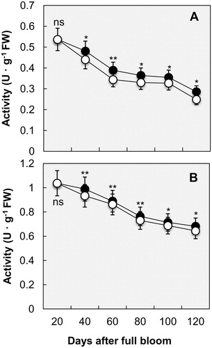 Figure 4. Effect of bagging on enzymes in L-galactose pathway during development of Pyrus pyrifolia ‘Cuiguan’ fruit. (A) L-galactono-1,4-lactone dehydrogenase (GLDH) activity and (B) L-galactose dehydrogenase (GalDH) activity. Results are means ± SD (n = 3); (●): unbagged fruit; (○): bagged fruit. ns = not significant (p < .05); * and **, significant at p < .05 and p < .01, respectively, Duncan multiple-range test. FW: fresh weight.