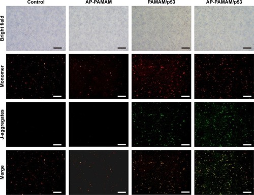 Figure 7 The mitochondrial membrane potential analysis of HeLa cells after p53 transfection mediated by different carriers.Abbreviations: AP-PAMAM, 2-amino-6-chloropurine-modified PAMAM; PAMAM, polyamidoamine.