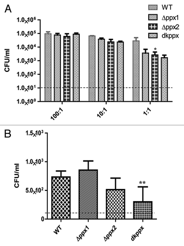 Figure 6. The ppx mutants display defect in invasion and intracellular survival in INT 407 human intestinal epithelial cells. (A) Invasion assay and (B) Intracellular survival assay. The dotted line across the bar graph indicates the limit of detection (10 CFU/mL). Each bar represents the mean ± SE from 2 independent experiments with duplicate samples in each experiment. *P ≤ 0.05 **P ≤ 0.001.
