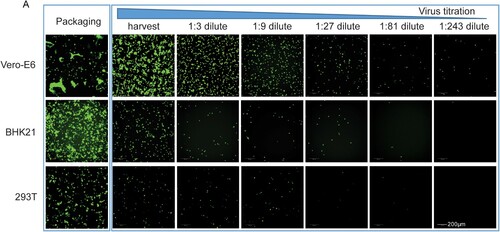 Figure 3. Comparison of the packaging efficiency of VSVdG-SARS-CoV-2-Sdel18 in various cell lines. Vero-E6, BHK21 and 293T cells were used to package the VSVdG-SARS-CoV-2-Sdel18 virus. (A) The left picture shows the cells used to package recombinant virus, recorded 48 h post infection with VSVdG-EGFP-G. The right figures show the infectivity of virus produced by three cell lines. The harvested virus was diluted and tested in BHK21-hACE2 cells.