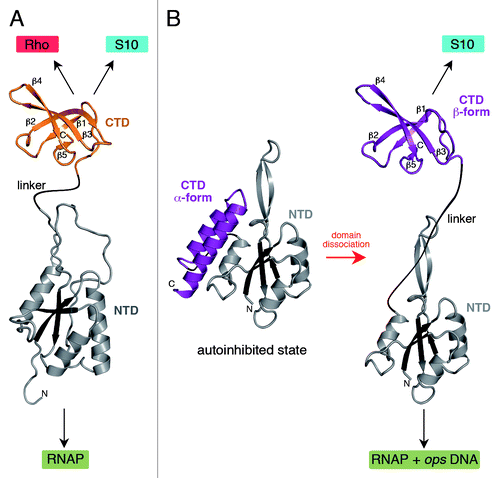 Figure 1. Structures of NusG (A) and RfaH (B). All structures are shown in ribbon representation whereas the central β-sheet of the NTD is highlighted in dark colors. The flexible linker is depicted as black line. Black arrows indicate interaction partners of the respective domain. In (B) the transformation of RfaH from an autoinhibited into an active state is shown as its CTD refolds from an all-α into an all-β state. The figure was created using PyMOL.Citation36 PDB IDs: 2K06, NusG NTD; 2JVV, NusG CTD; 2OUG, RfaH; 2LCL, RfaH CTD
