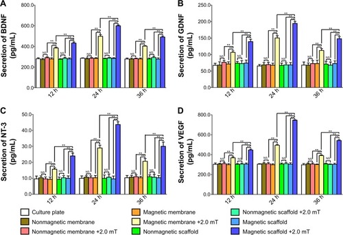 Figure 12 Secretion of BDNF, GDNF, NT-3, and VEGF in each group with or without MF at 12, 24, and 36 hours after MF.Notes: Secretion levels of (A) BDNF, (B) GDNF, (C) NT-3, and (D) VEGF were determined for the culture-plate group, nonmagnetic membrane group, nonmagnetic membrane + MF group (2.0 mT), magnetic membrane group, magnetic membrane + MF group (2.0 mT), nonmagnetic scaffold group, nonmagnetic scaffold + MF group (2.0 mT), magnetic scaffold group, and magnetic scaffold + MF group (2.0 mT). Each test was repeated three times. Protein-level ratios of the SC nonmagnetic membrane group, nonmagnetic membrane + MF group (2.0 mT), magnetic membrane group, magnetic membrane + MF group (2.0 mT), nonmagnetic scaffold group, nonmagnetic scaffold + MF group (2.0 mT), magnetic scaffold group, and magnetic scaffold + MF group (2.0 mT) to the culture-plate group are shown. All data are expressed as means ± standard error of mean. **P<0.01.Abbreviations: BDNF, brain-derived neurotrophic factor; GDNF, glial cell-derived neurotrophic factor; NT-3, neurotrophin 3; VEGF, vascular endothelial growth factor; MF, magnetic field; SC, Schwann cell; NS, not significant; h, hours.