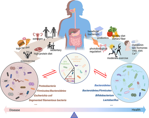 Figure 2. The intestinal microbiota is generally divided into three categories: probiotic, detrimental bacteria, and conditioned bacteria. Different lifestyles exert varied effects on the intestinal microbiota. Aging, the decreased secretion of sex hormones, high-fat diet intake, high-protein diet intake, and a sedentary lifestyle or over exercising can exert negative impacts on the intestinal microbiota. These cause an increase in the proportion of detrimental bacteria, inducing mucosal permeability and triggering a series of negative reactions. Meanwhile, a healthy diet, moderate exercise, photobiological regulation, supplementation with prebiotics and probiotics, vitamin intake, Ca2+, sex hormones, and melatonin can promote positive changes in the intestinal microbiota, thereby enhancing musculoskeletal system function. Created with BioRender.com.