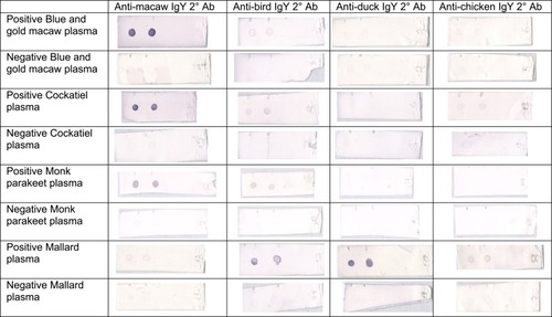 Figure 2 Representative membranes of dot-blot ELISA results using anti-macaw, anti-bird, anti-duck, and anti-chicken IgY secondary antibody on ABV antibody positive and negative plasma from Blue and gold macaw (Ara ararauna), Cockatiel (Nymphicus hollandicus), Monk parakeet (Myiopsitta monachus), and Mallard (Anas platyrhynchos).Abbreviation: 2° Ab, secondary antibody