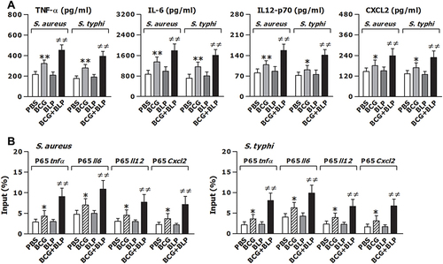 Figure 2 Training innate immunity by BCG+BLP enhances nuclear transactivation of NF-κB p65 and boosts inflammatory cytokine and chemokine release. Isolated neonatal murine peritoneal macrophages or BMMs were stimulated with BCG, BLP, or BCG+BLP for 24 h, rested for additional 3 days, and further challenged with heat-killed bacteria. (A) TNF-α, IL-6, IL-12p70, and CXCL2 in the supernatants were measured 18 h post bacterial challenge. (B) The binding of p65 to TNF-α, IL-6, IL-12p70, and CXCL2 promoters were measured 1 h post bacterial challenge. Data are mean ± SD from four to six separate experiments. *p<0.05, **p<0.01 versus PBS-incubated macrophages; ≠≠p<0.01 versus BCG- or BLP-stimulated macrophages.