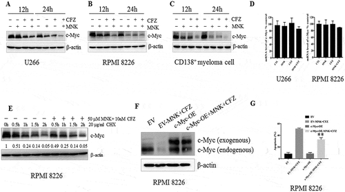 Figure 4. Montelukast and carfilzomib downregulated c-Myc protein levels. (a-c) U266, RPMI8226 and one case with CD138+ plasma cells were treated similarly as done in Figure 2A for 12 or 24 hours, and c-Myc protein levels were assessed by western blot. (d) U266, RPMI8226 cells were treated as described in Figure 2A for 24 hours, and c-Myc mRNA levels were assessed by q-RCR. Values represent the relative expression ratio of c-Myc to β-actin. (e) RPMI 8226 cells were pretreated with 10 μg/mL CHX for 0.5 hour, followed by DMSO or 25μM montelukast and 10 nM carfilzomib for 0.5, 1, 1.5, 2 hours, demonstrating a decrease in the protein level when the protein synthesis was blocked. (f) The exogenous c-Myc was less influenced after treatment with montelukast and carfilzomib for 24 hours. (g) RPMI 8226 with MYC+ plasmid was significantly more resistant than those cells with empty vector to the combination of montelukast and carfilzomib. CHX: cyclohexane. DMSO: dimethylsulfoxide. MNK: montelukast. CFZ: carfilzomib. CTL: control. EV: empty vector. OE: overexpression. **P ≤ 0.001compared with EV-MNK+ CFZ groups.