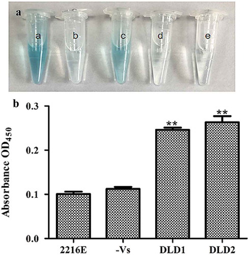 Figure 4. Determination of DLDs location using whole cell ELISA. The same amount of cells was used as antigen to react with DLD1 or DLD antibody 2. The developed color was measured at 450 nm. (a): a, the cells blocked by DLD1 antibody; b, the negative group; c, the cells blocked by DLD2 antibody; d, the negative group; e, the control group. (b): The absorbance at OD450 of the control group, negative group, V. splendidus reacted with DLD1 antibody and V. splendidus reacted with DLD2 antibody. Data are the means of three independent experiments, and are presented as means ± SD. *P< 0.05, **P< 0.01.