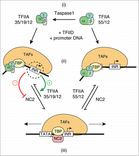 Figure 5. Role of TFIIA processing by Taspase1 in INR-specific transcription. (i) Unprocessed heterodimeric TFIIA is composed of 55 kDa TFIIAα/β and 12 kDa TFIIAγ subunits. Taspase1 cleavage results in heterotrimeric TFIIA complex composed of 35 kDa TFIIAα, 19 kDa TFIIAβ and 12 kDa TFIIAγ. (ii) TFIID promoter complexes formed with unprocessed TFIIA or Taspase1-processed TFIIA have distinct properties. Different mobilities of TFIID complexes formed with unprocessed and processed TFIIA in Mg2+ EMSAs (Fig. 4) indicate differences in nucleoprotein complex topology. Both unprocessed and Taspase1-processed TFIIA compete with NC2 for binding to TBP in TFIID. In vitro transcription experiments (Fig. 3) suggest that processing of TFIIA by Taspase1 weakens TFIIA interactions with TATA-bound TFIID that are competitive with NC2 binding in a manner that is compensated by the presence of an INR element. As a result, stabilization of TFIID promoter complexes by the INR core promoter element to counteract binding by NC2 is only observed with Taspase1-processed TFIIA (35/19/12; Fig. 3C, 4). (iii) NC2 binding disrupts TFIID/DNA interactions, eliminates DNA bending and results in mobilization of TFIID away from TATA box (Fig. 2, 4).