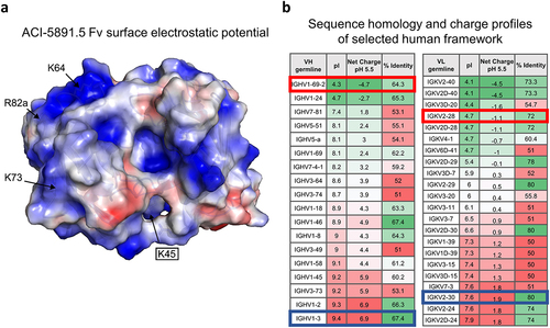 Figure 3. Electrostatic surface representation of ACI-5891.5 Fv and selection of human framework (a) Electrostatic surface representation of ACI-5891.5 Fv model. Representation identical to the murine ACI-5891 Fv model. Key framework amino acids contributing to positive charges are indicated with white arrows. Positive charges are displayed in blue, negative charges in red, and neutral patches in white. Black box indicates light chain residue. (b) List of human VH and VL germlines with at least 50% sequence identity with original mouse sequences. Tables depict the calculated pI, the net charge at pH 5.5 and the sequence identity with the parental mouse antibody ACI-5891. Original germlines used for humanization of ACI-5891.1 are framed in blue and germlines selected for their lower charge are framed in red.